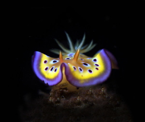 beautiful Nudibranch by Johnny Chiou 